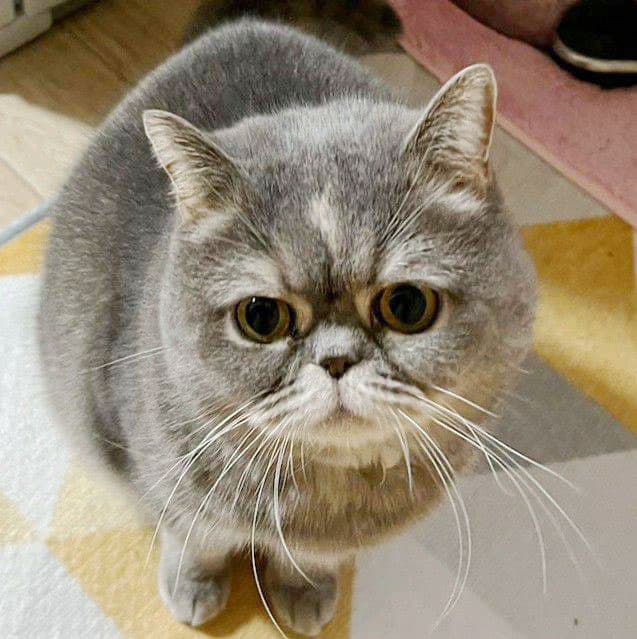 ペットイメージ