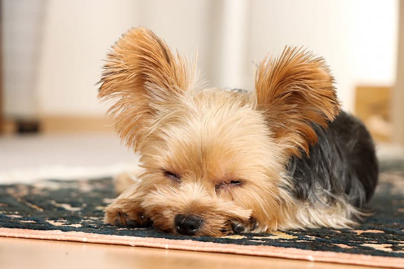 ペットイメージ